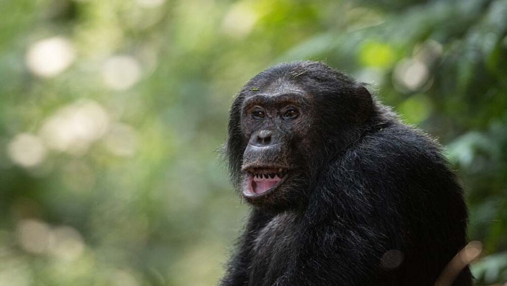 The Nyungwe Forest Chimpanzee Habituation Experience. Courtesy Photo