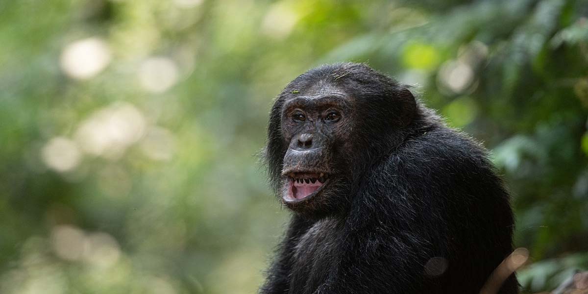 The Nyungwe Forest Chimpanzee Habituation Experience. Courtesy Photo