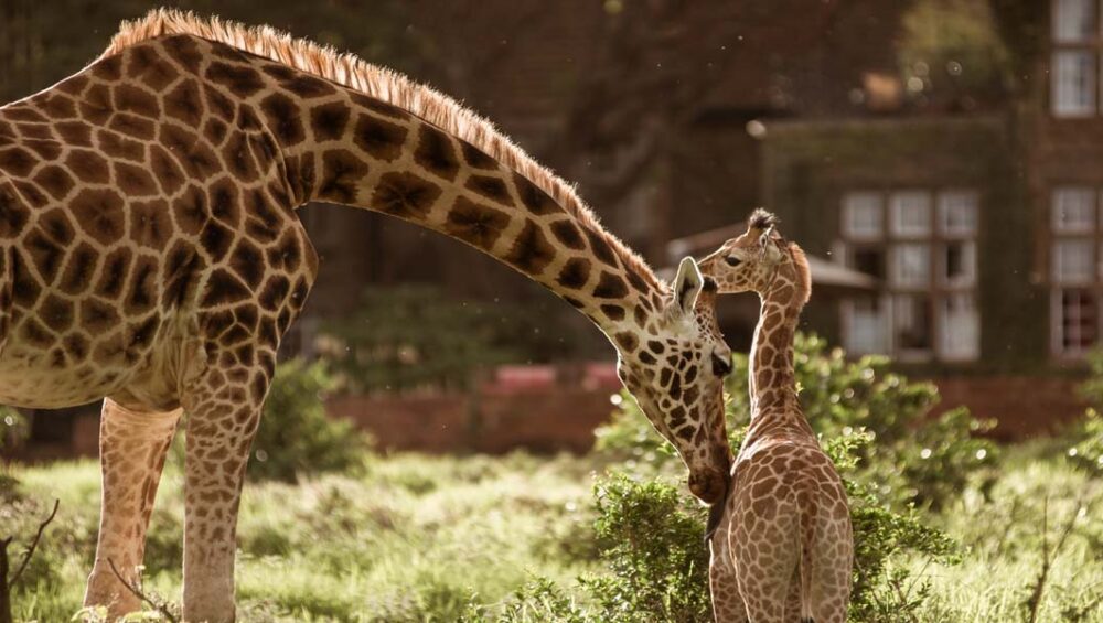 Top Nairobi City Tour Destinations. Discovery Journeys