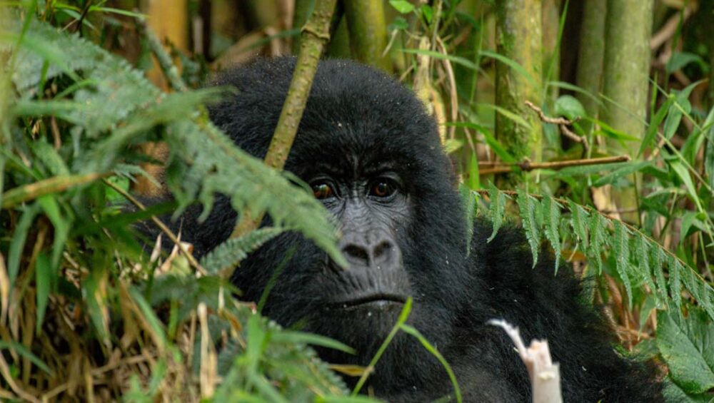 Uganda Gorilla Tour Experiences. Discovery Journeys