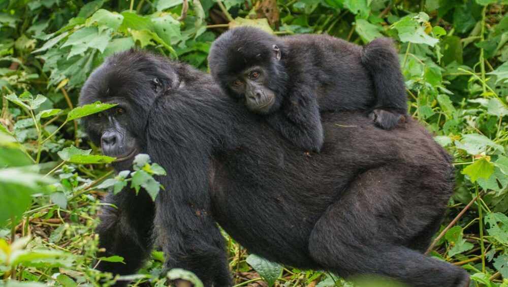 Uganda Opens Up New Gorilla Trekking Families. Discovery Journeys