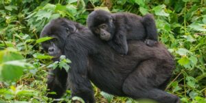 Uganda Opens Up New Gorilla Trekking Families. Discovery Journeys