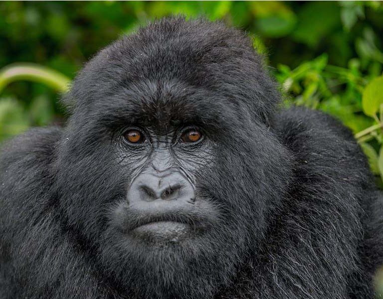 A Rwanda Gorilla Trekking Tour Adventure. Courtesy Photo. 3-day Rwanda Gorilla Tour