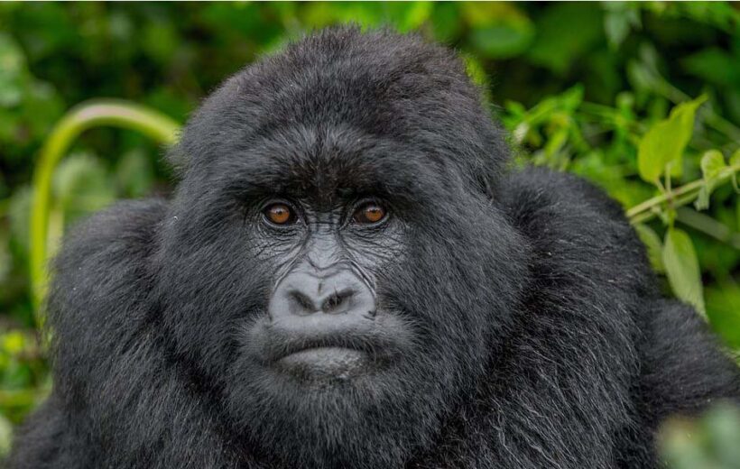 3-Day Rwanda Gorilla Tour