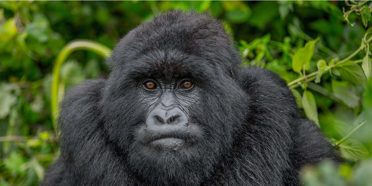 A Rwanda Gorilla Trekking Tour Adventure. Courtesy Photo. 3-day Rwanda Gorilla Tour