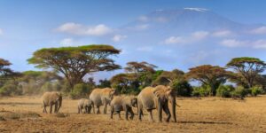 Amboseli Tour Adventures. Courtesy Photo. 6-Day Kenya Safari