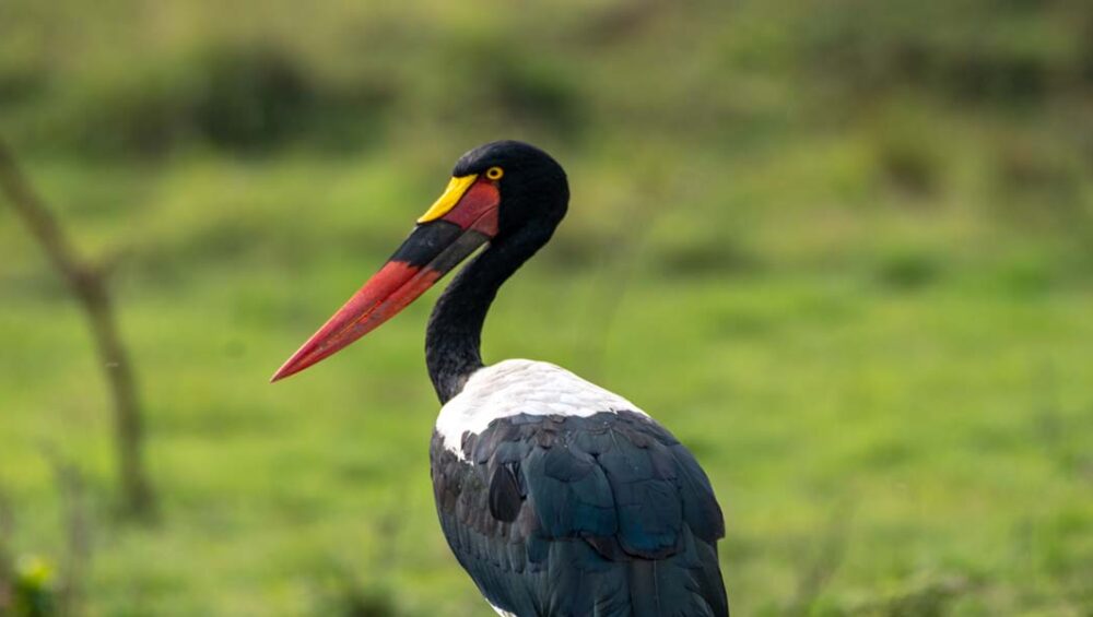 Must Do Uganda Wildlife Tour Adventures