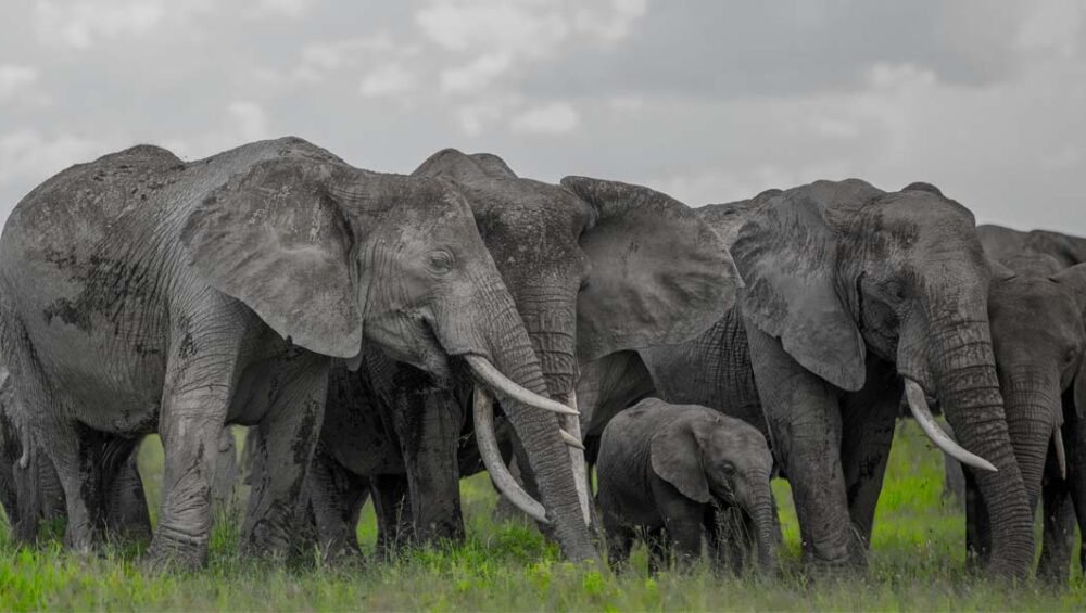 Tanzania Safari Destinations for Adventure, Culture and History