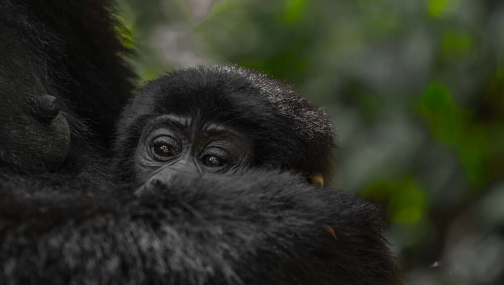 Uganda Gorilla Trekking Families. 10-Day Uganda Safari and Discovery Journeys