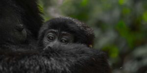 Uganda Gorilla Trekking Families. 10-Day Uganda Safari and Discovery Journeys