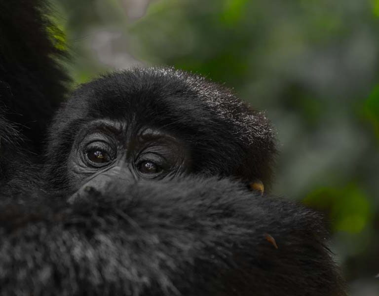 Uganda Gorilla Trekking Families. 10-Day Uganda Safari and Discovery Journeys