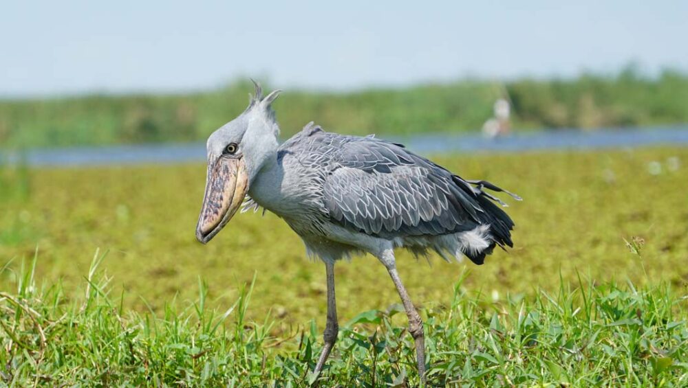 5 Unmissable Uganda Tour Adventure Experiences. Discovery Journeys