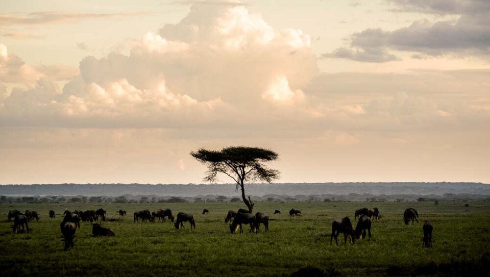 Epic Mainland Tanzania Safari Expeditions