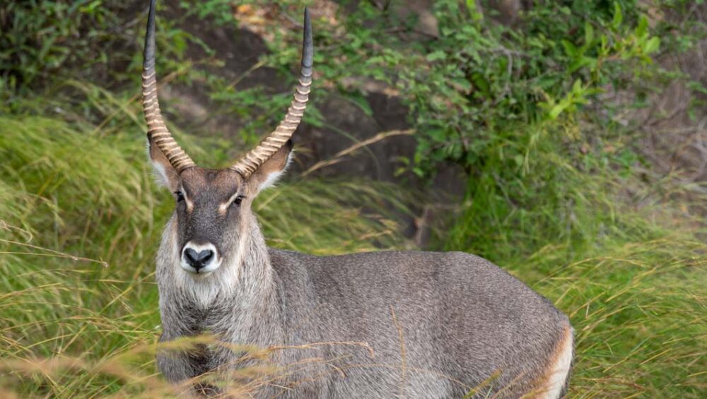 Kidepo Safari Adventures and Discovery Journeys