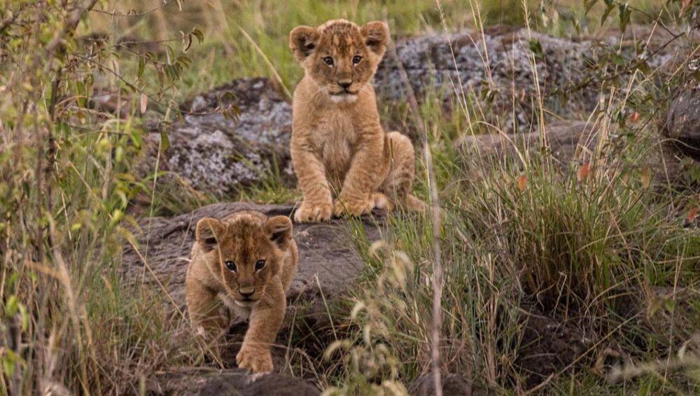 Planning Your Kenya Tour Adventures! Discovery Journeys. Courtesy Photo