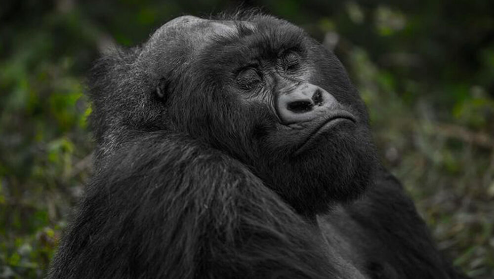 Rwanda Gorilla Tour Adventures & Guidelines. Discovery Journeys