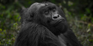 Rwanda Gorilla Tour Adventures & Guidelines. Discovery Journeys