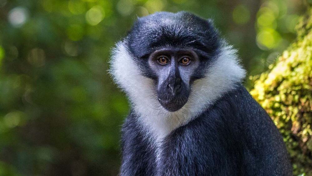 Rwanda Safari Experiences To Be Part of This May. Discovery Journeys