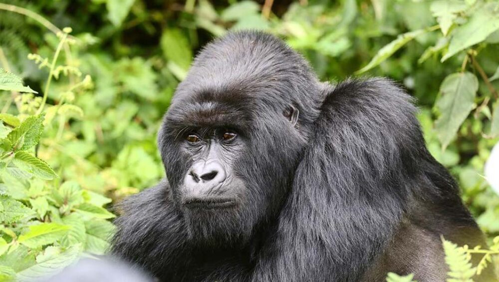 The Best of Virunga Volcanoes Tour Adventures. Discovery Journeys