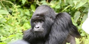 The Best of Virunga Volcanoes Tour Adventures. Discovery Journeys