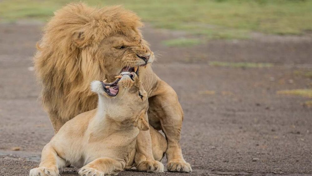 Top Tanzania Family Safari Destinations. Discovery Journeys