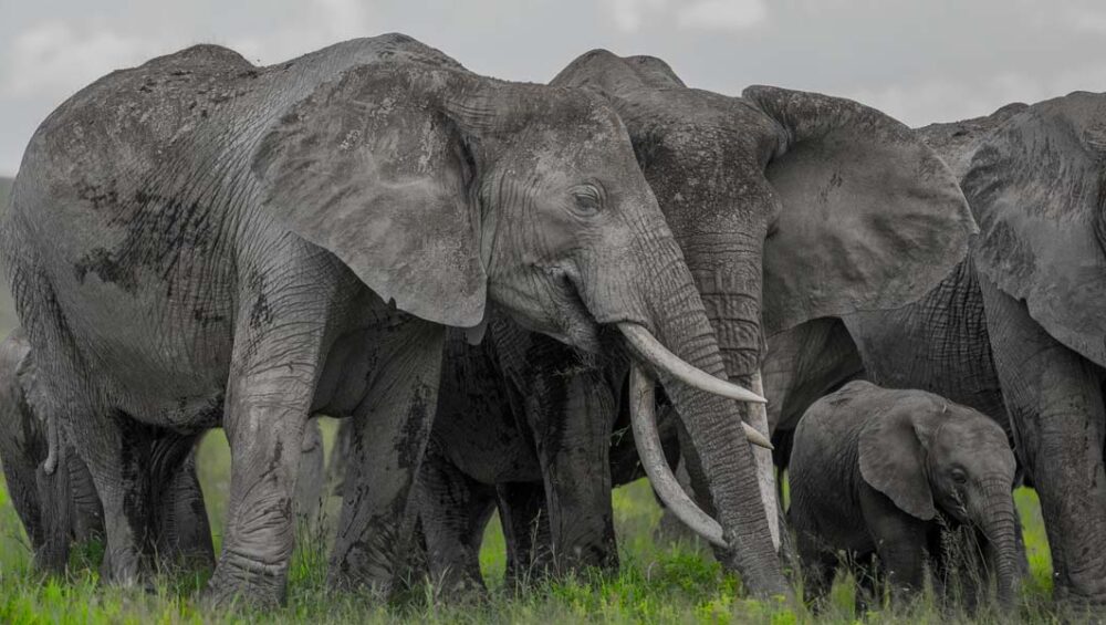 Top Tanzania Tour Destinations To See Elephants. Discovery Journeys