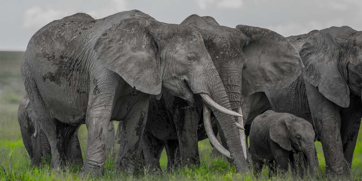 Top Tanzania Tour Destinations To See Elephants. Discovery Journeys