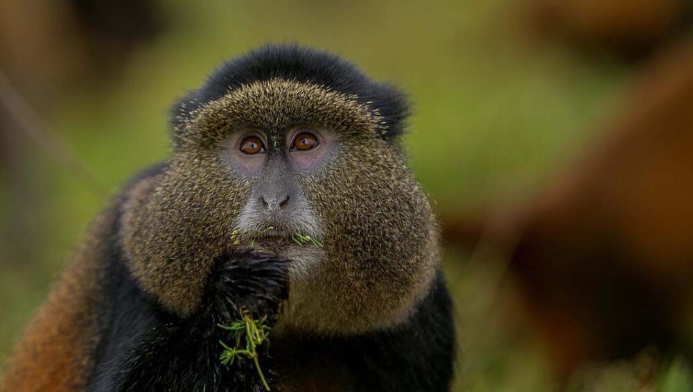 6 Best Rwanda Wildlife Safari Trails. Discovery Journeys