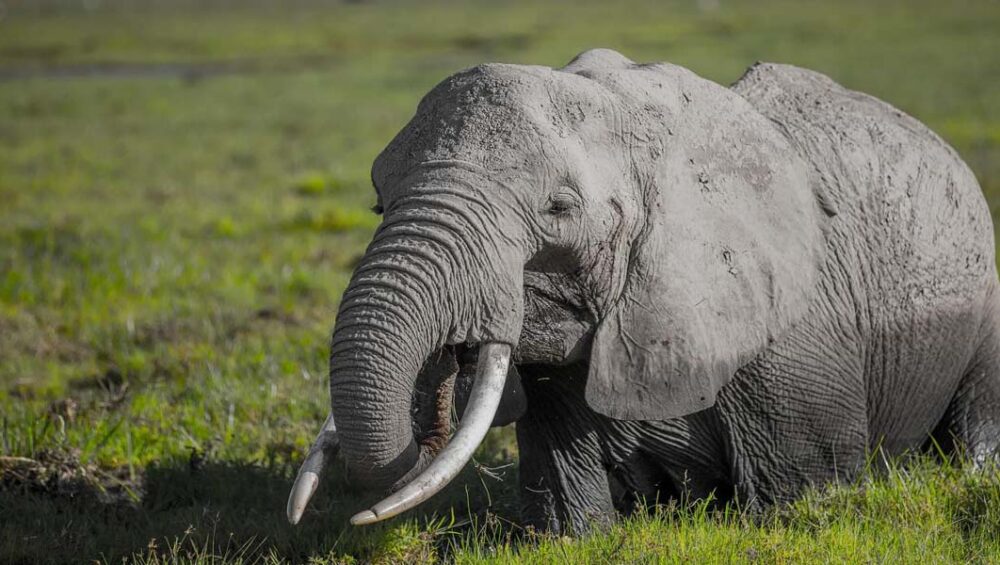 Where To Go On Your First Kenya Safari Adventure. Discovery Journeys