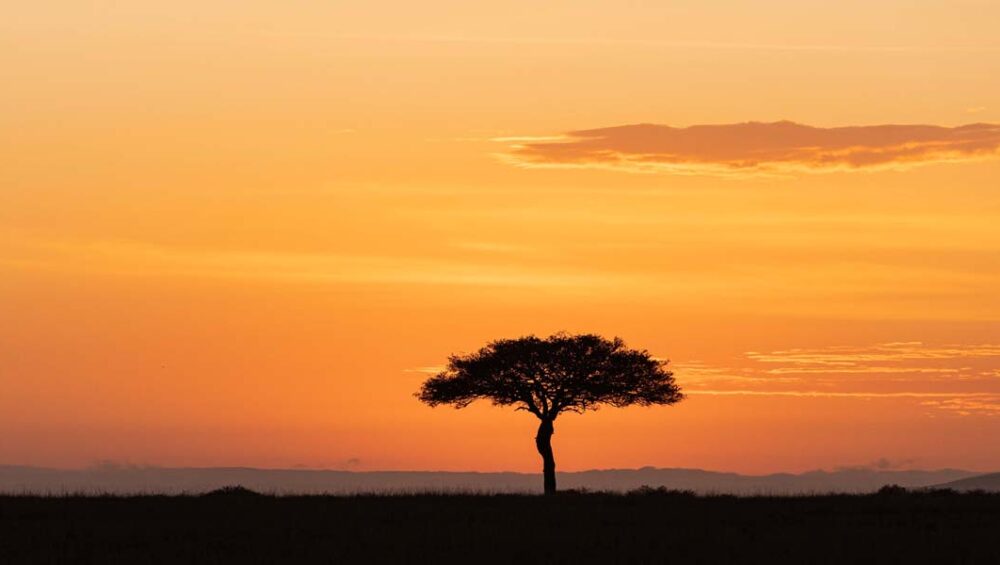 Must Do Masai Mara Safari Tour Activities. Discovery Journeys