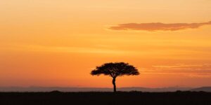 Must Do Masai Mara Safari Tour Activities. Discovery Journeys