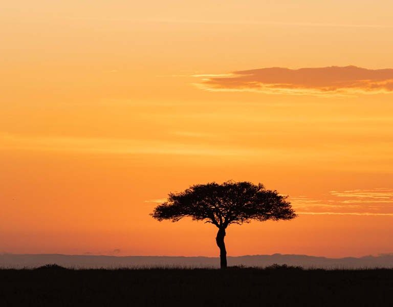 Must Do Masai Mara Safari Tour Activities. Discovery Journeys