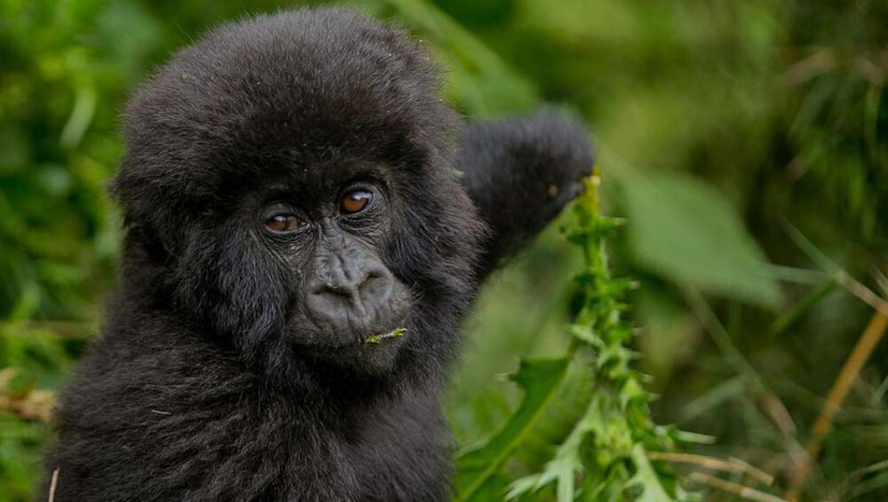 Rwanda Photography Safari Adventures. Discovery Journeys