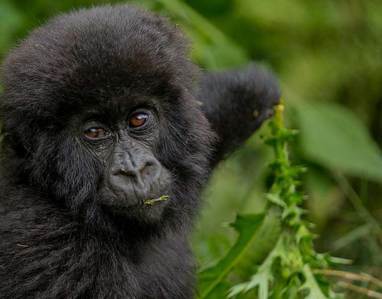 Rwanda Photography Safari Adventures. Discovery Journeys