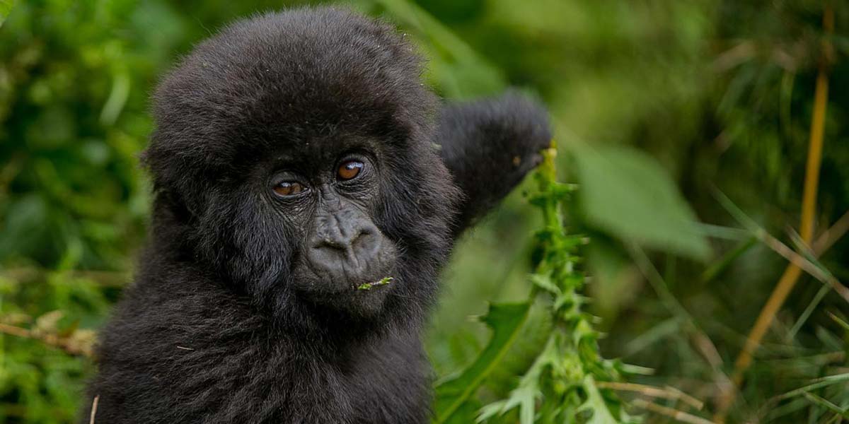 Rwanda Photography Safari Adventures. Discovery Journeys