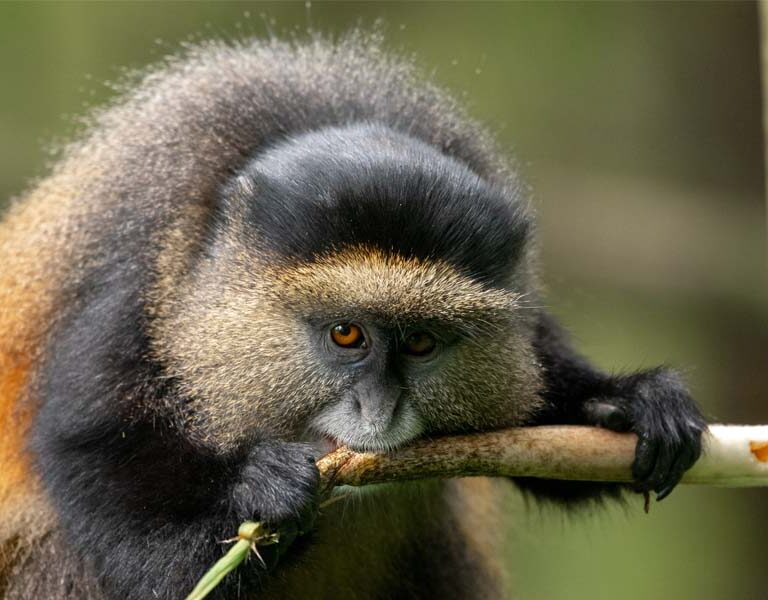14 days Uganda gorillas & wildlife safari. Exclusive Uganda Safari Holiday Adventures. Discovery Journeys