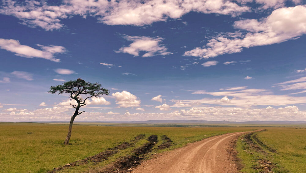 The Taste of Kenya Wildlife Adventures. Discovery Journeys