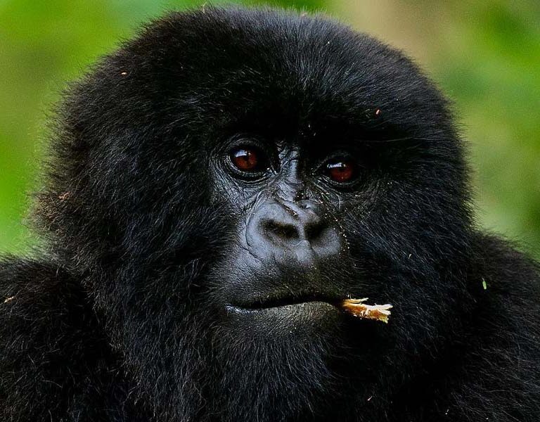 Mountain Gorillas In The Misty Rwanda Mountains. Discovery Journeys