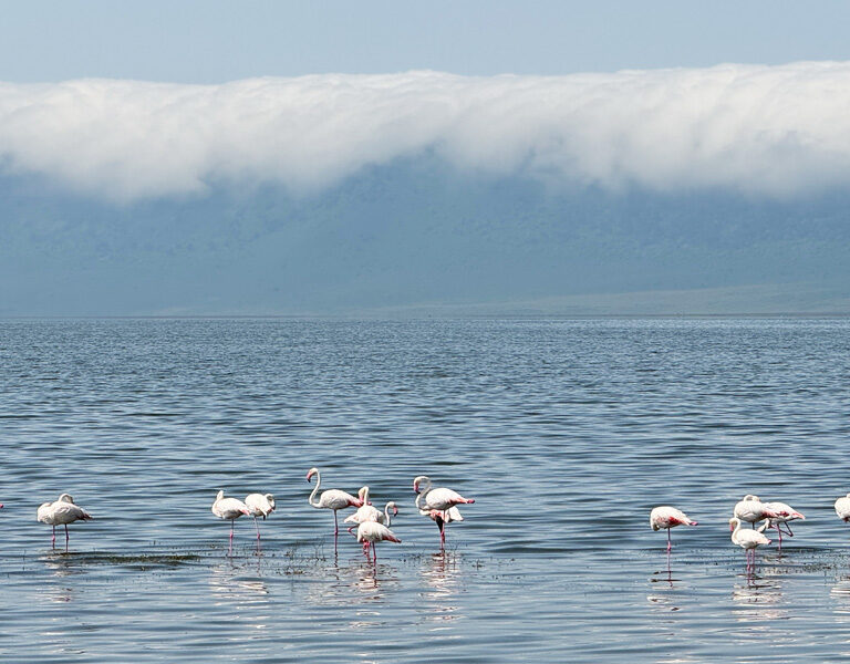 The Ngorongoro Crater safari adventures. Discovery Journeys