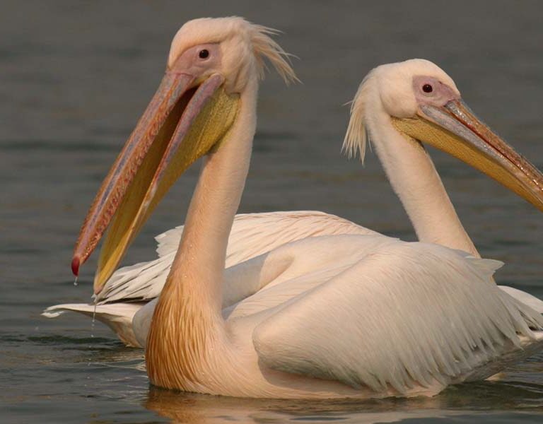 Uganda Birding Safari Getaways. Discovery Journeys