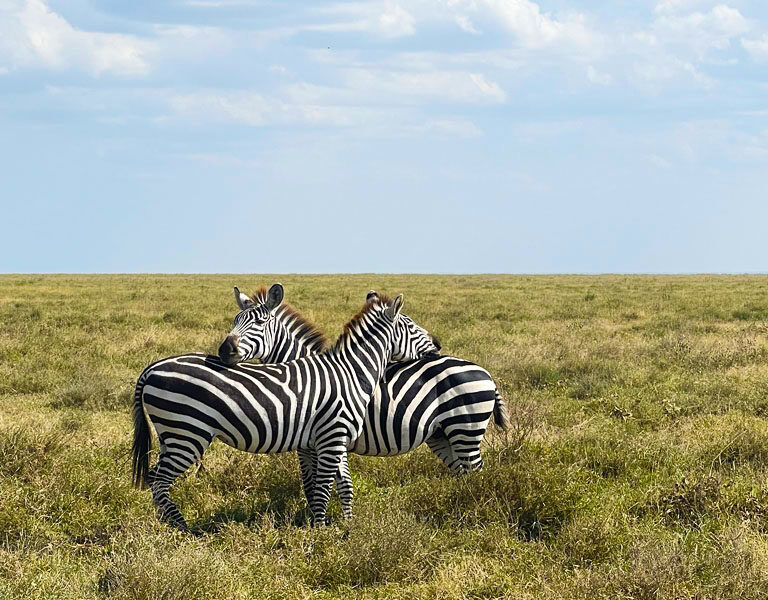 Tips for a Memorable Tanzania Wildlife Safari Adventure. Discovery Journeys