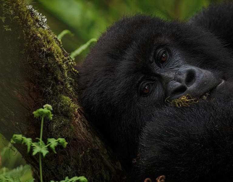 Top Off-beaten Paths Rwanda Safari Adventures. Discovery Journeys