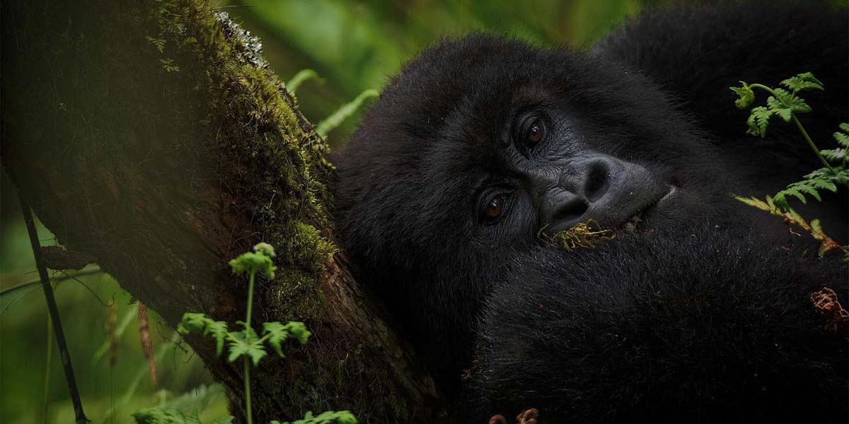 Top Off-beaten Paths Rwanda Safari Adventures. Discovery Journeys