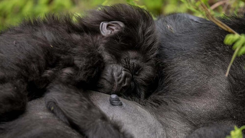 Kwita Izina Rwanda Gorilla Naming Ceremony