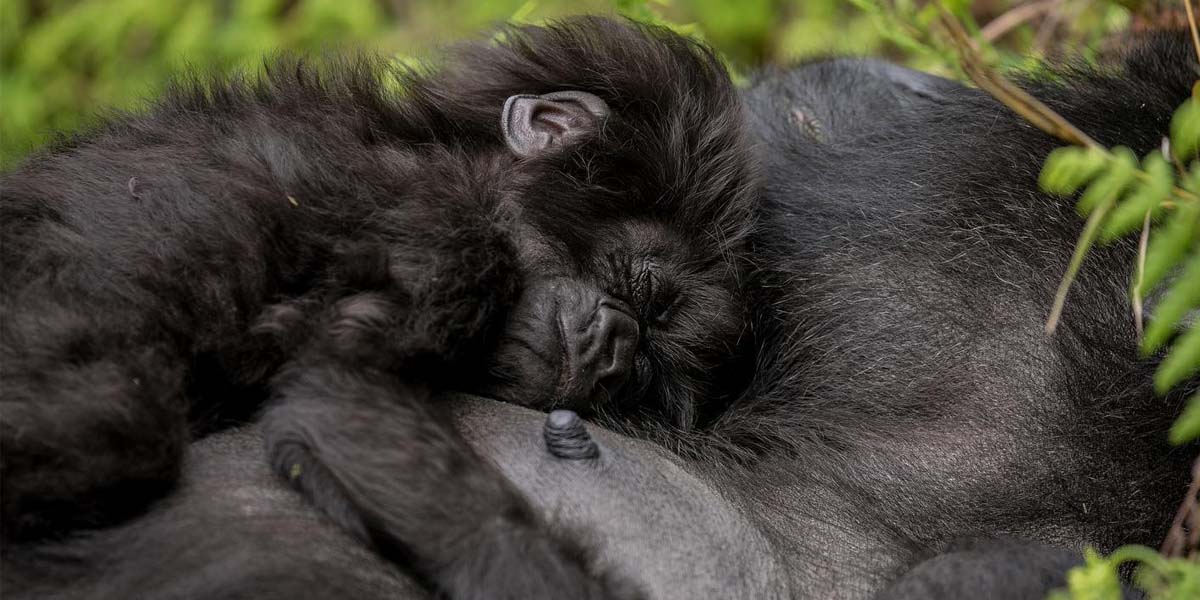 Kwita Izina Rwanda Gorilla Naming Ceremony