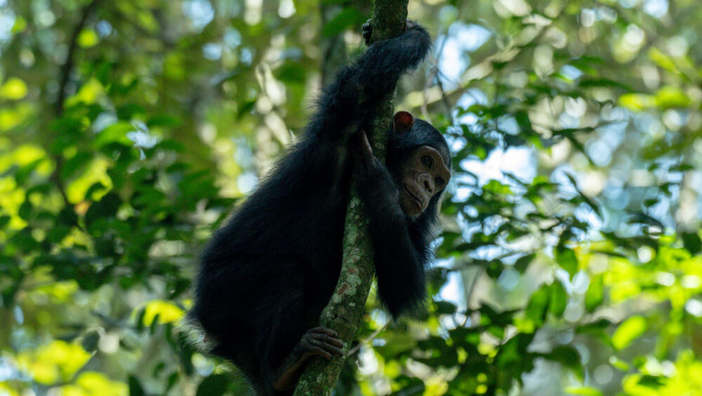 Chimpanzee Tracking In Kibale National Park Uganda. Discovery Journeys
