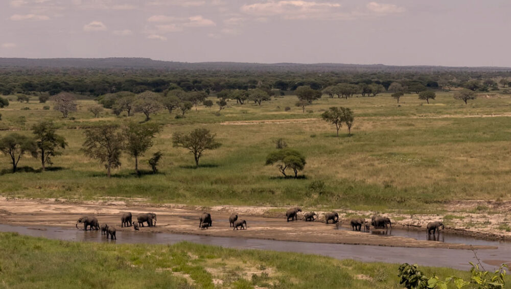 Best Northern Tanzania Safari Experiences Off-season. Discovery Journeys