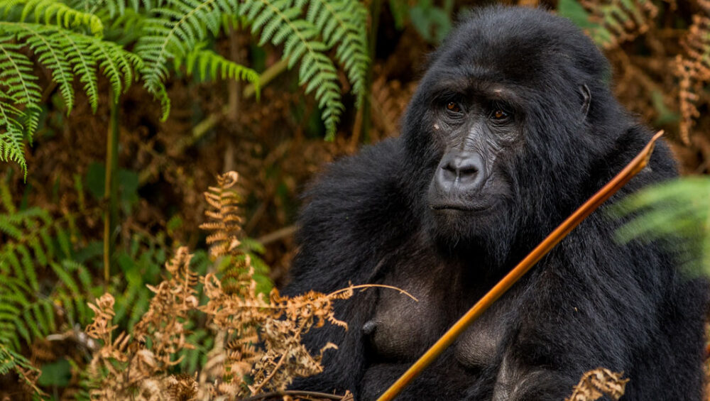 Trekking The Majestic Giants of Bwindi Impenetrable Forest. Discovery Journeys