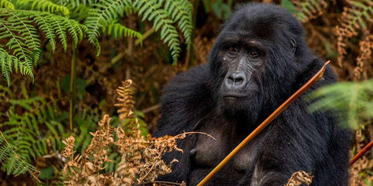 Trekking The Majestic Giants of Bwindi Impenetrable Forest. Discovery Journeys