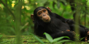 A Chimpanzee Trekking Safari Guide in Kibale National Park. Discovery Journeys